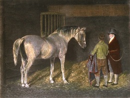 Wellesley Arabian, thoroughbred horse portrait