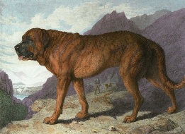 Alpine Mastiff, hand colored print