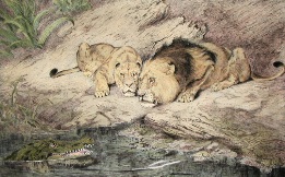 large print of lions