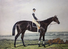 derby winner horse portrait