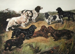 large hand colored print of spaniels