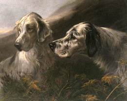 dog breed print, setters at work