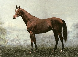 derby winner horse portrait