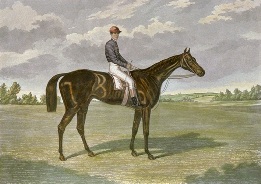 Favonius, horse and jockey portrait