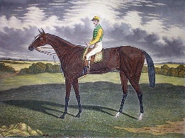 Sanfoin, horse portrait