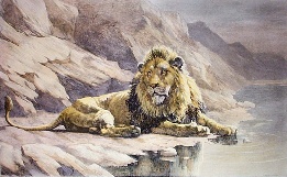 large hand colored etching of lion in desert