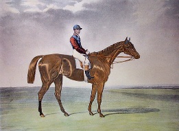 t. Ledger winner, horse portrait