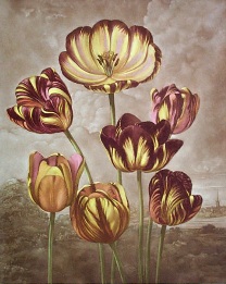 tulips, botanical print