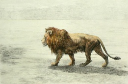 hand colored etching of prowling lion