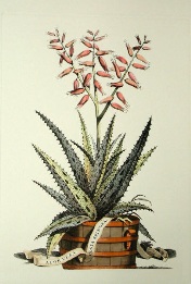Aloe Vera, hand coloured botanical