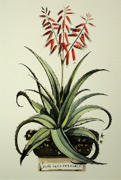 Aloe Vera - Vulgaris, botanical print