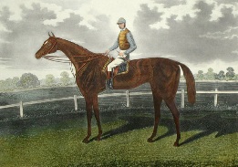 horse and jockey portrait, hand coloured