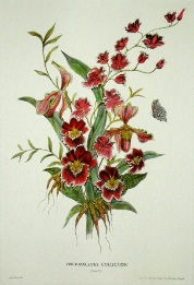 hand coloured orchid print