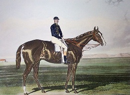 race horse portrait