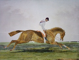large race horse portrait