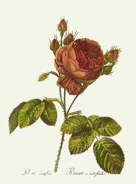 roses by redoute, hand coloured