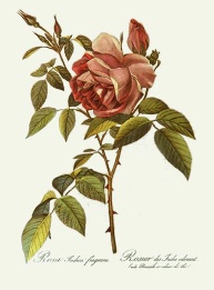 redoute roses