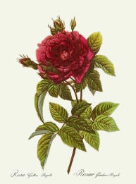 Redoute red rose