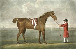 hand coloured horse portrait after stubbs