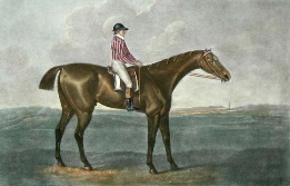 hand coloured horse print after stubbs