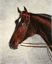 Head of Bendigo, race horse portrait