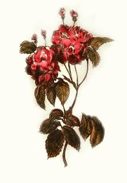 very small rose print