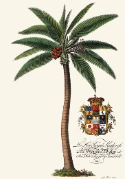 hand coloured print of palm tree