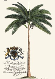 hand coloured engraving of palm tree