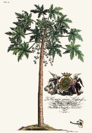 Male Papaya Tree, etching