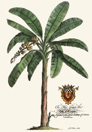Banana Palm Tree, hand coloured print