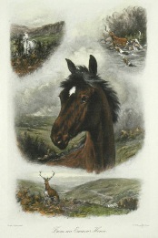 hunting horse from exmoor