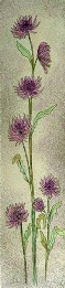 aster, hand coloured print