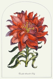 print of Double Scarlet Lily