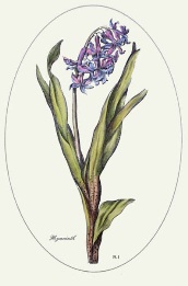 Hyacinth, etching