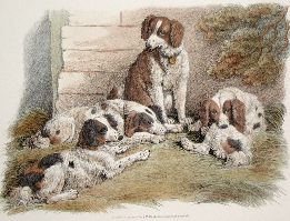 print of sheepdogs