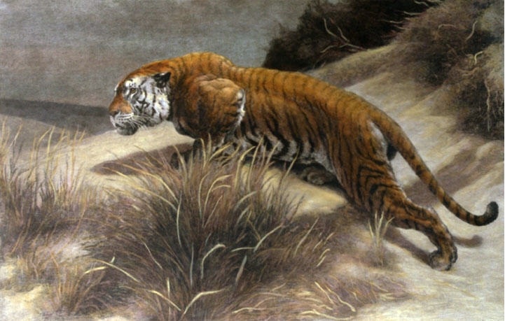 Startled (Tiger)