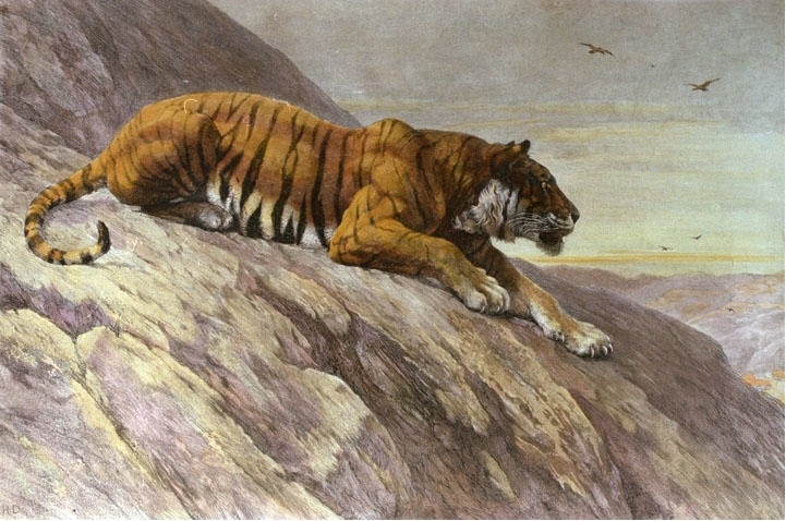 Watcher On the Hill (Tiger)