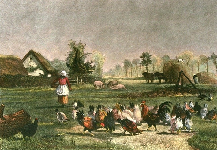 Farmyard With Chickens