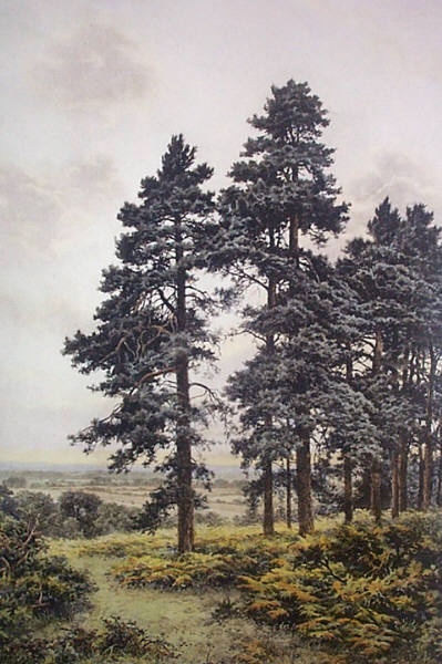 Surrey Pines