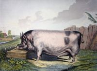 British Boar (large)