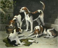 Group of Favourites (Dogs)