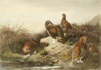 Partridge, group of