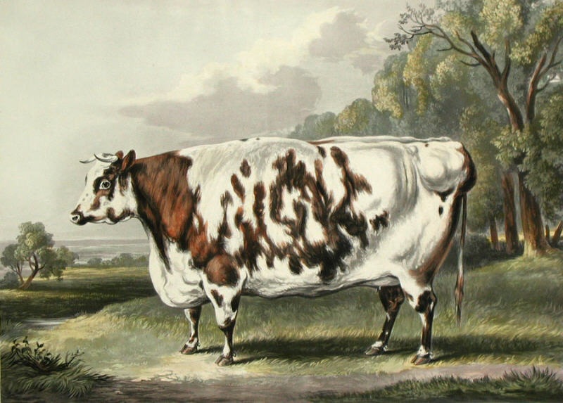 Everingham Cow, The