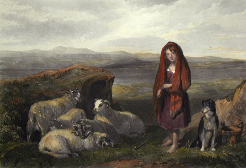Lassie Herding Sheep