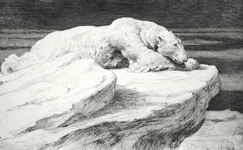 Polar Bear at Rest