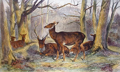 Repose (Group of Deer)