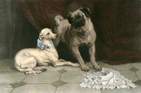 Othello & Desdemona ( 2 Dogs)