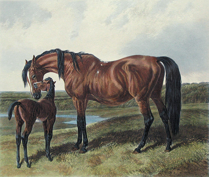 Thorough Bred Mare & Foal