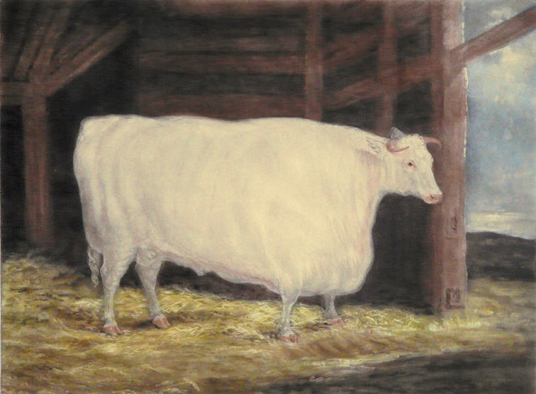 The Durham White Ox