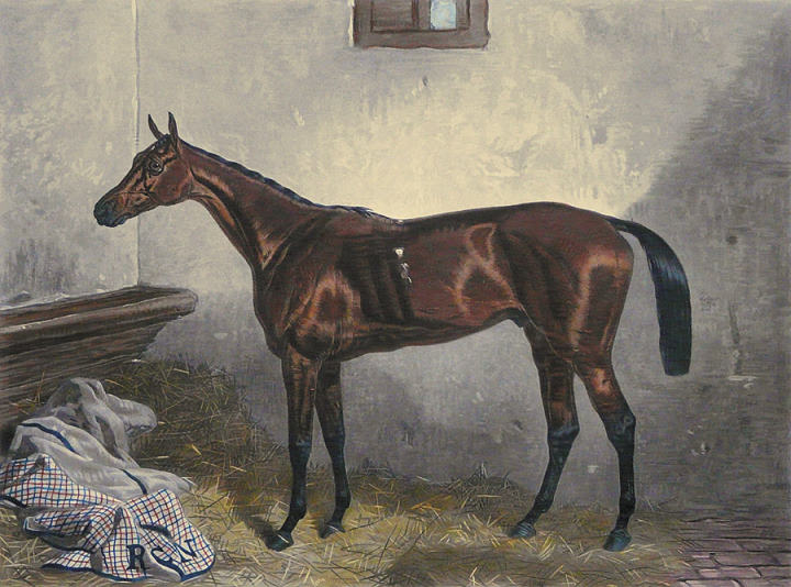 Macaroni (horse portrait)